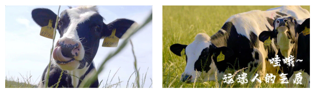 花花牛丨每天一杯奶，幸福健康喝出來(lái)?。?！