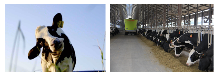 花花牛丨每天一杯奶，幸福健康喝出來(lái)?。?！