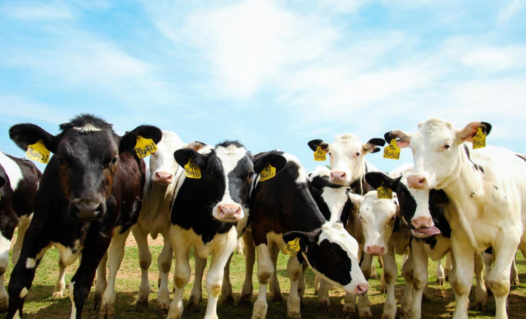 北京大學南南合作與發(fā)展學院教授、全球伙伴關(guān)系主任周詠梅一行蒞臨花花牛平輿瑞亞牧業(yè)參觀調(diào)研