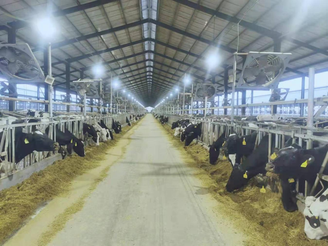 北京大學南南合作與發(fā)展學院教授、全球伙伴關(guān)系主任周詠梅一行蒞臨花花牛平輿瑞亞牧業(yè)參觀調(diào)研