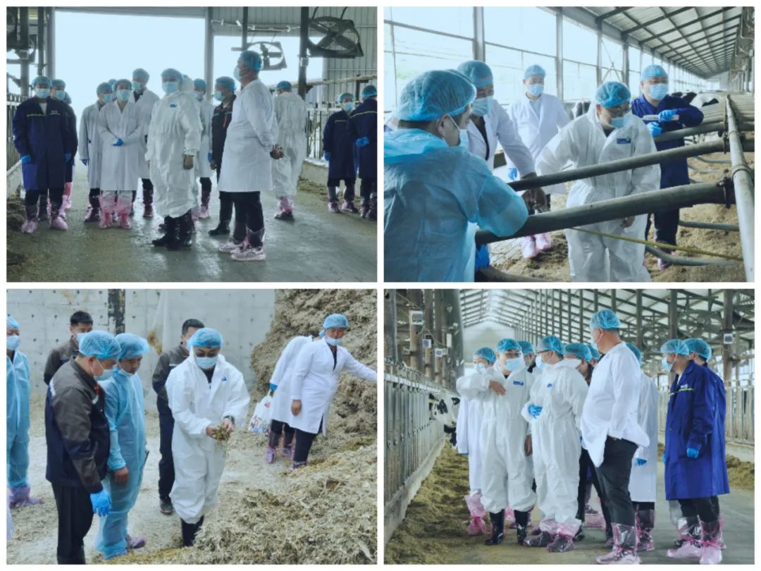 花花牛丨國(guó)家奶牛產(chǎn)業(yè)技術(shù)體系首席科學(xué)家、中國(guó)農(nóng)業(yè)大學(xué)教授李勝利一行蒞臨花花牛魯山瑞亞參觀調(diào)研