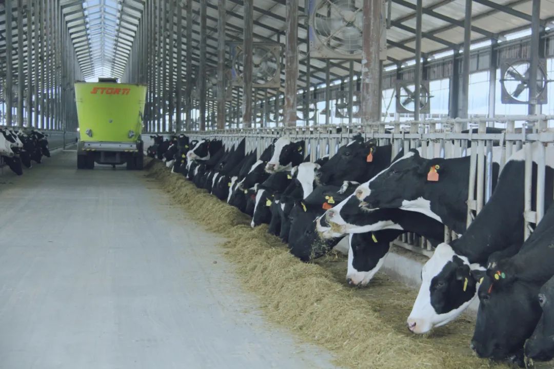 花花牛丨國(guó)家奶牛產(chǎn)業(yè)技術(shù)體系首席科學(xué)家、中國(guó)農(nóng)業(yè)大學(xué)教授李勝利一行蒞臨花花牛魯山瑞亞參觀調(diào)研