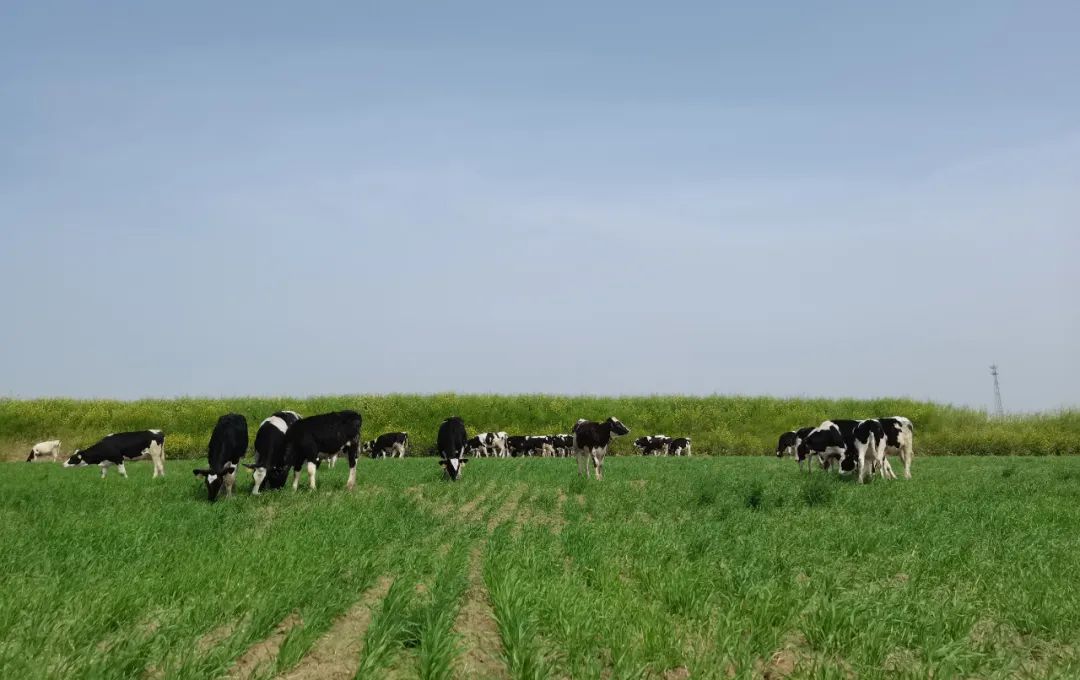 繼往開來 · 再創(chuàng)輝煌 | 花花牛乳業(yè)集團召開9月營銷、養(yǎng)殖及飼料月度經(jīng)營工作會議