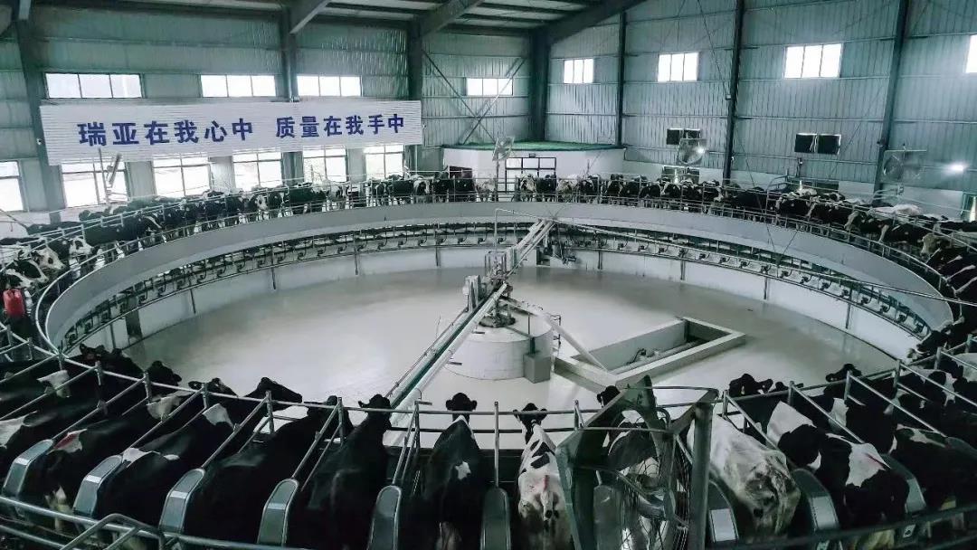 快訊 | 駐馬店市委副書記、市長(zhǎng)李躍勇一行蒞臨花花牛乳業(yè)集團(tuán)平輿瑞亞牧場(chǎng)調(diào)研