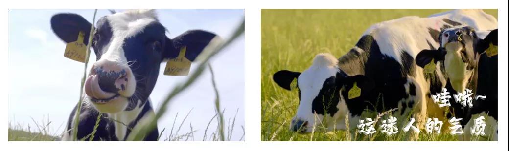 榮譽(yù) | 2019年度河南省美麗牧場名單新鮮出爐 花花牛乳業(yè)集團(tuán)旗下六個(gè)牧場榜上有名